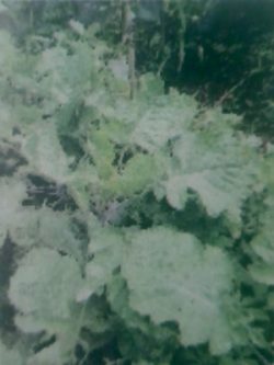 Nest sri lanka article gardening